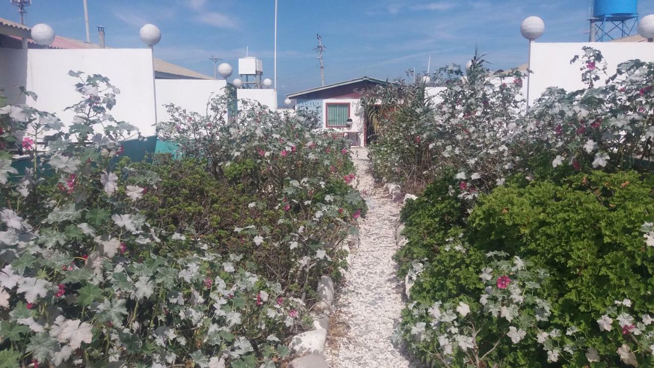 Juan Gaviota * Punta de Choros